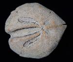 Ova canaliferus (LAMARCK 1816) - Bild © FossNet FossilienStore
